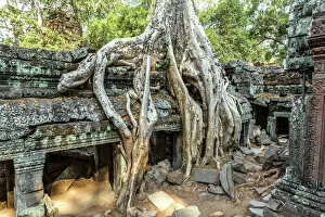 Ancient civilizations Photo Mug Collection: Old temple ruins with giant tree roots, Angkor Wat