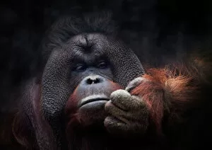DNA Mouse Mat Collection: Orangutan portrait