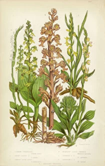Nature-inspired artwork Premium Framed Print Collection: Orchid, Twayblade, Neottia, Listera, Ladyas Tresses, Spiranthes Victorian Botanical Illustration