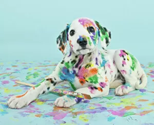 Silly Collection: Painted puppy