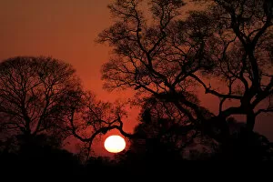 Travel Imagery Greetings Card Collection: Pantanal Sunrise