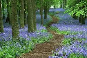 Nature art Collection: Path through bluebell (Hyacinthoides non-scripta) forest, Ashridge, Hertfordshire, England