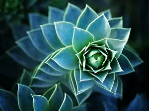 Plant Photography Fine Art Print Collection: Patterns in Nature - houseleek