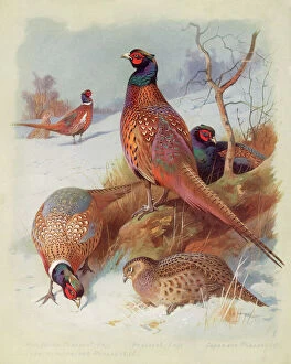 Related Images Framed Print Collection: Pheasant Family