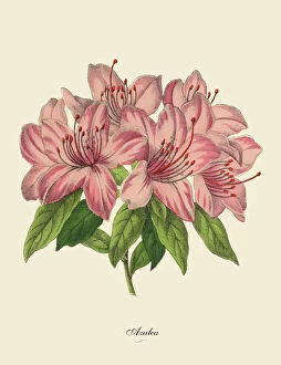 Floral artwork Mouse Mat Collection: Pink Azalea Plant, Victorian Botanical Illustration