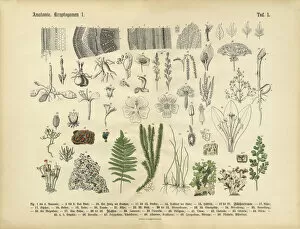 Botanical artwork Metal Print Collection: Plant Anatomy, Victorian Botanical Illustration