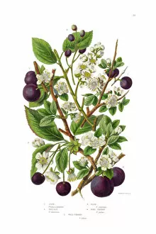 Nature-inspired artwork Premium Framed Print Collection: Plum, Cherry, Sloe and Bullace Victorian Botanical Illustration