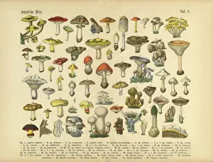 Nature-inspired artwork Pillow Collection: Poisonous Mushrooms, Victorian Botanical Illustration