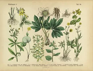 Botanical artwork Canvas Print Collection: Poisonous and Toxic Plants, Victorian Botanical Illustration