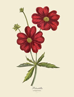 Floral artwork Fine Art Print Collection: Potentilla or Cinquefoil Plant, Victorian Botanical Illustration