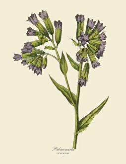 Botanical Photographic Print Collection: Pulmonaria or Lungwort Plant, Victorian Botanical Illustration