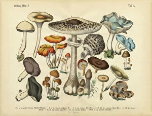 Hand Colored Collection: Rare, Beautifully Illustrated Antique Engraved Victorian Botanical
