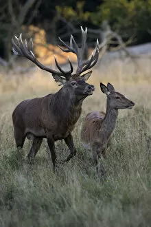 Oresund Region Collection: Red Deer -Cervus elaphus-, stag and doe, Copenhagen, Denmark