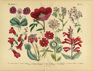 Floral artwork Metal Print Collection: Red Exotic Flowers of the Garden, Victorian Botanical Illustration