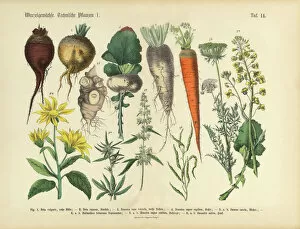Vibrant Color Collection: Root Crops and Vegetables, Victorian Botanical Illustration