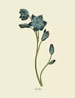 Floral artwork Premium Framed Print Collection: Scillia Plants, Victorian Botanical Illustration