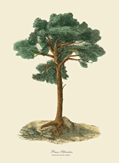 Fine art Fine Art Print Collection: Scotch Pine Tree or Pinus Silvetris, Victorian Botanical Illustration