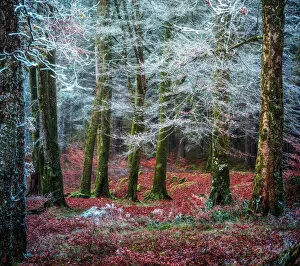 Surreal landscape artworks Canvas Print Collection: Scottish forest