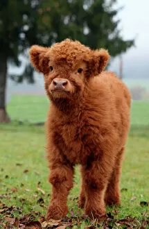 Highland Canvas Print Collection: Scottish Highland cattle -Bos primigenius f. taurus- calf, Allgaeu, Bavaria, Germany, Europe