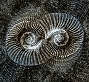 Abstract art Jigsaw Puzzle Collection: Shell fossil collage