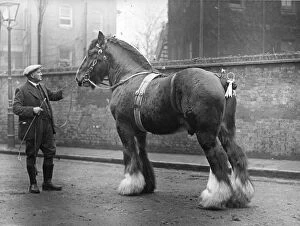 Shire Horse Collection: Shire Horse