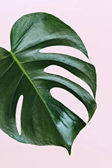 Minimalism Canvas Print Collection: Single leaf of Monstera deliciosa palm plant on pink background