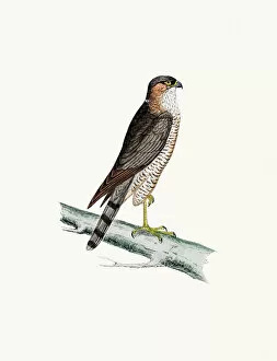 Image Created 19th Century Collection: Sparrow Hawk bird of prey