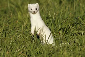 Carnivora Collection: Stoat, Ermine or Short-tailed weasel -Mustela erminea-, winter fur, Allgau, Bavaria, Germany
