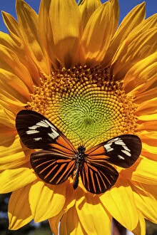 Related Images Mouse Mat Collection: Sunflower with speckled butterfly