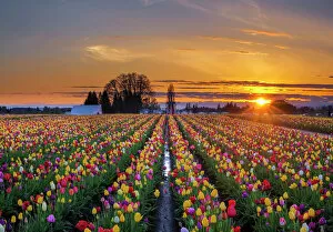 Bare Tree Collection: Sunset over tulip field