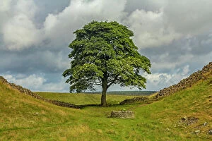 Landscape paintings Photographic Print Collection: The Sycamore Gap Tree or Robin Hood Tree, Hadrian's Wall near Crag Lough, Northumberland