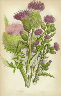 Botanical artwork Fine Art Print Collection: Thistle, Milk Thistle, Musk Thistle, Scotland, Victorian Botanical Illustration