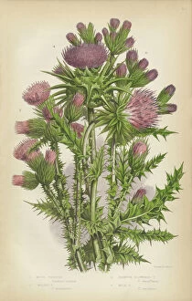 Floral artwork Poster Print Collection: Thistle, Milk Thistle, Musk Thistle, Scotland, Victorian Botanical Illustration
