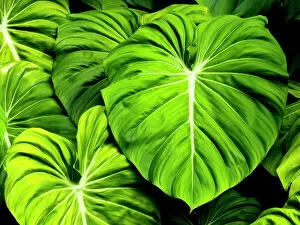 Plant Photography Pillow Collection: Tropical Elephant Ear Plant