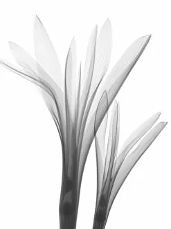 Tulipa Collection: Tulip (Tulipa sp. ), X-ray