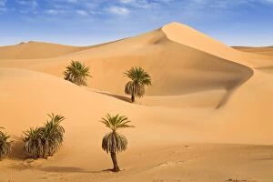 Aridity Collection: Um el Ma Oasis, date palms and sand dunes, Libyan Desert, Libya, Sahara, North Africa, Africa