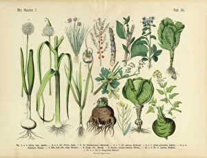 Botanical artwork Metal Print Collection: Vegetables, Fruit and Berries of the Garden, Victorian Botanical Illustration