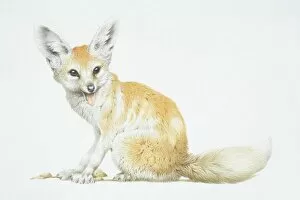 Sitting Collection: Vulpes zerda, Fennec Fox