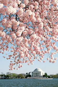 Thomas Jefferson Mouse Mat Collection: Washington DC Cherry Blossoms