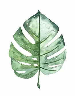 Plant Photography Metal Print Collection: Watercolour tropical Leaf