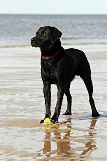 Strand Collection: Wet black Labrador Retriever dog (Canis lupus familiaris) at the dog beach, male, domestic dog