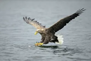 Related Images Mouse Mat Collection: White-tailed Eagle or Sea Eagle -Haliaeetus albicilla- about to grab for a fish, Lauvsnes