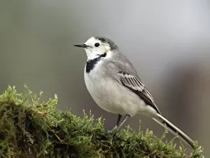 Bocairent Collection: White wagtail (Motacilla alba), standing on a branch of tree. Spain, Europe