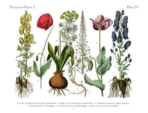 Fine art Mouse Mat Collection: Wildflowers, Poisonous and Toxic Plants, Victorian Botanical Illustration