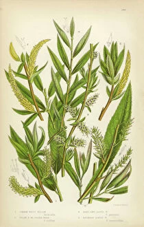 Scented Collection: Willow, White Willow, Yellow Osier, Sallow, Victorian Botanical Illustration