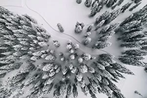 Leica Collection: Winter Forest Aerial View