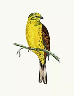 Animal drawings Pillow Collection: Yellow Hammer bird