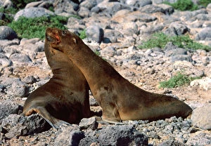 Pinnipedia Collection: Young Galapagos Sea Lions (Zalophus californianus wollebaeki)