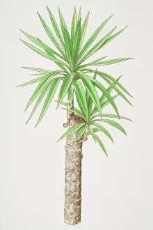 Shrubs Collection: Yucca aloifolia, Spanish Bayonet plant