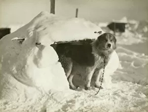 Imperial Trans-Antarctic Expedition 1914-17 (Endurance) Collection: A dog kennel made of snow and ice